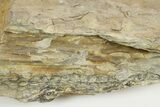 Pennsylvanian Fossil Scale Tree Section - Kentucky #252442-2